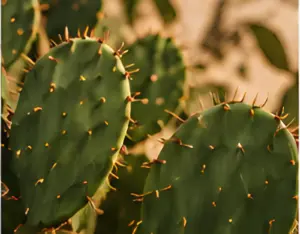 Close-up of prickly pear cactus pads