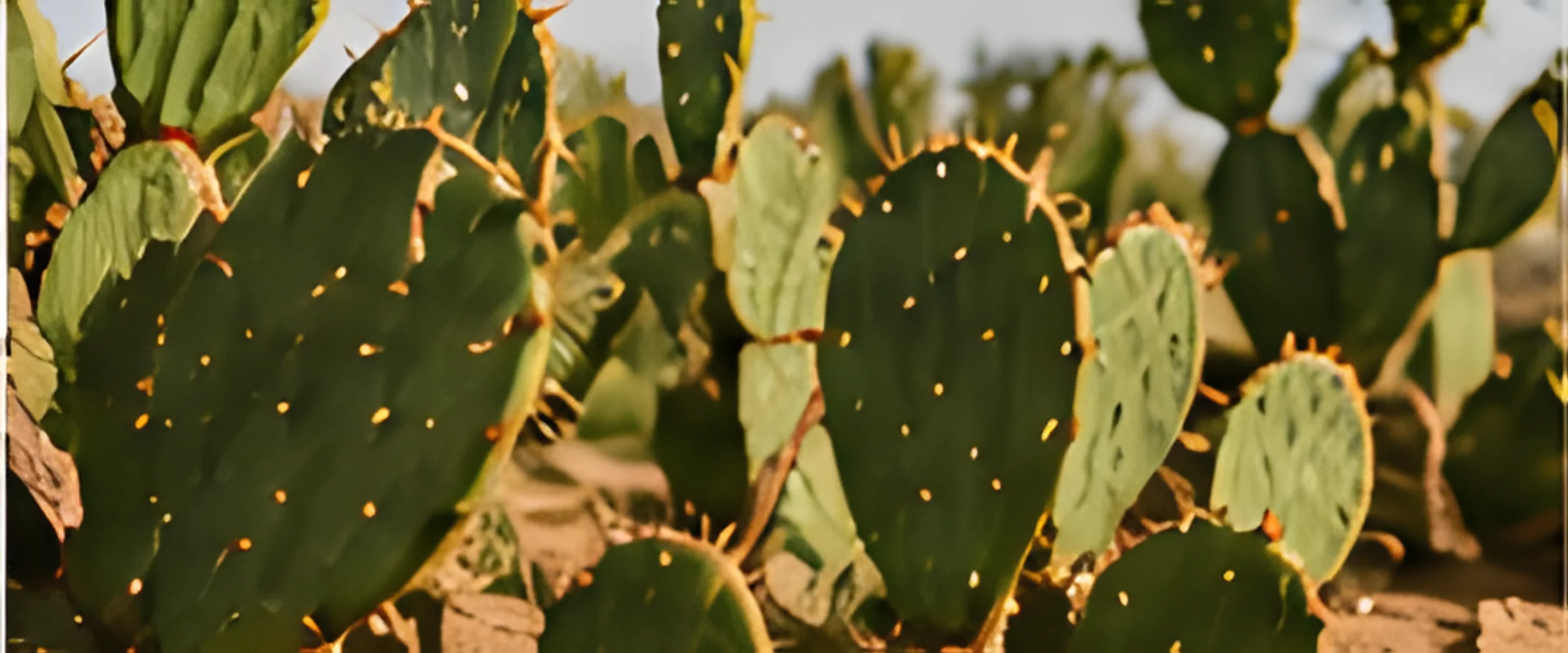 Prickly pear and columnar cacti growing in sunlight