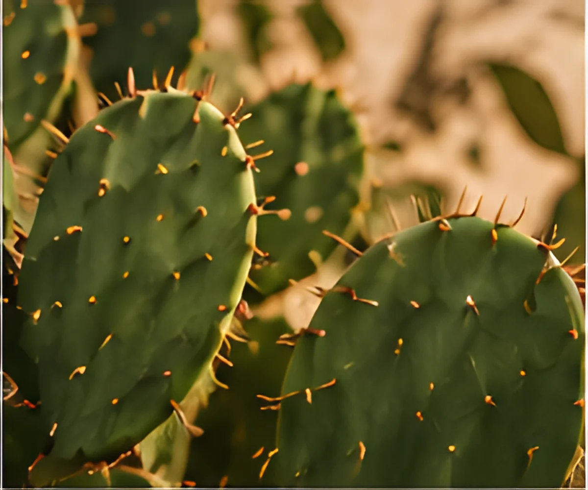 What Is Cactus Leather?