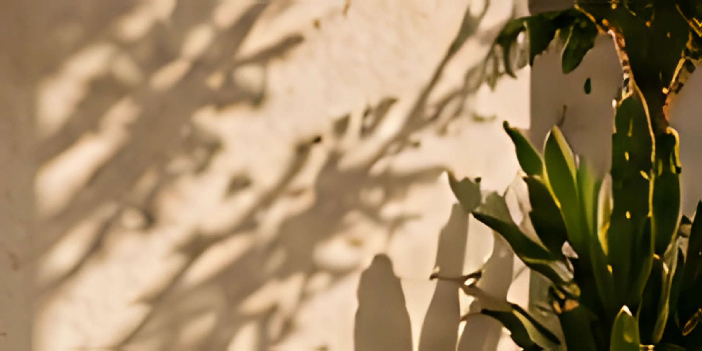 Olive green cactus leather tote bag on a sandstone ledge beside prickly pear cacti